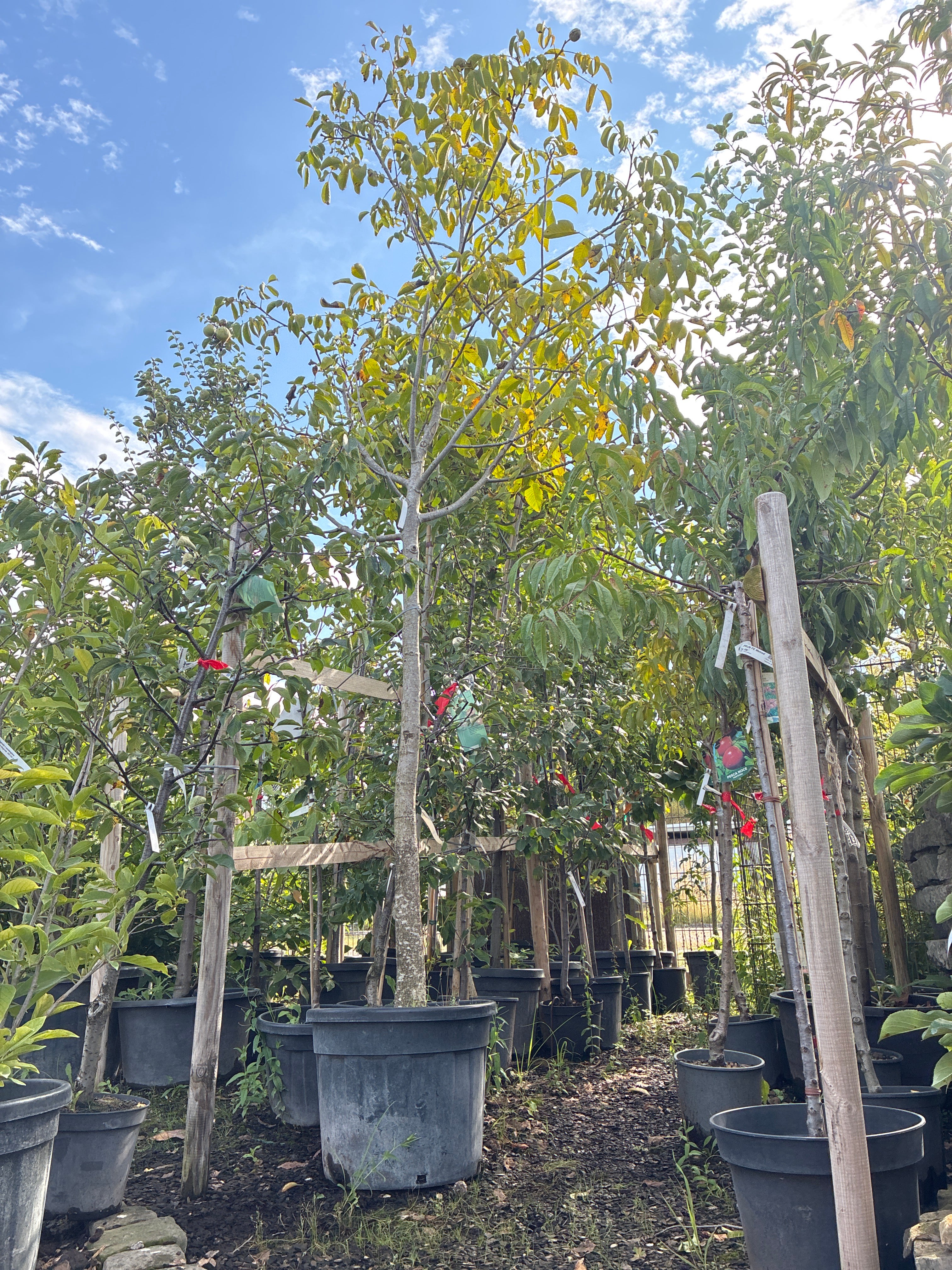 Echte Walnuss / Juglans regia